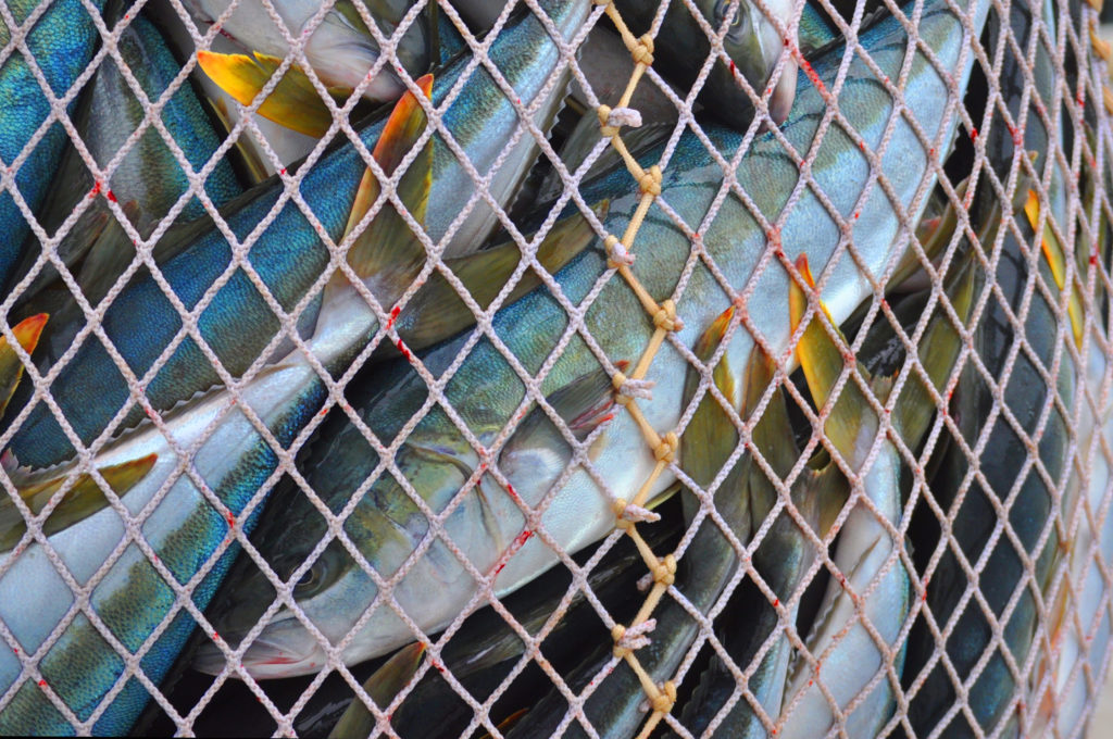 Close Up Of Many Fish Caught In A Net - Ecos