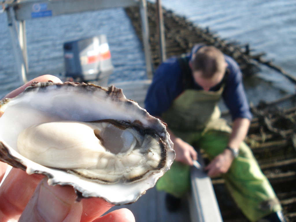 Turning the tide against a deadly oyster virus ECOS