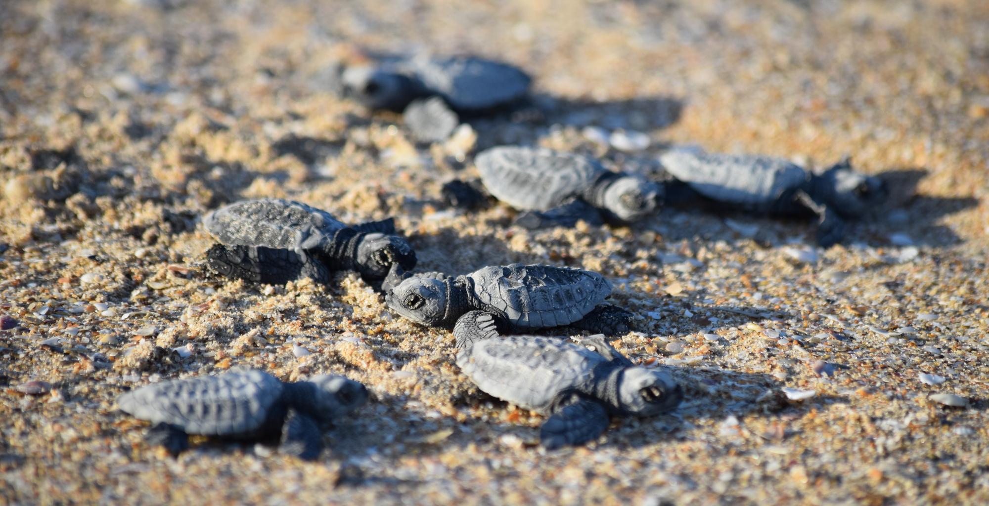 Turtles On The Comeback Trail In Cape York – ECOS