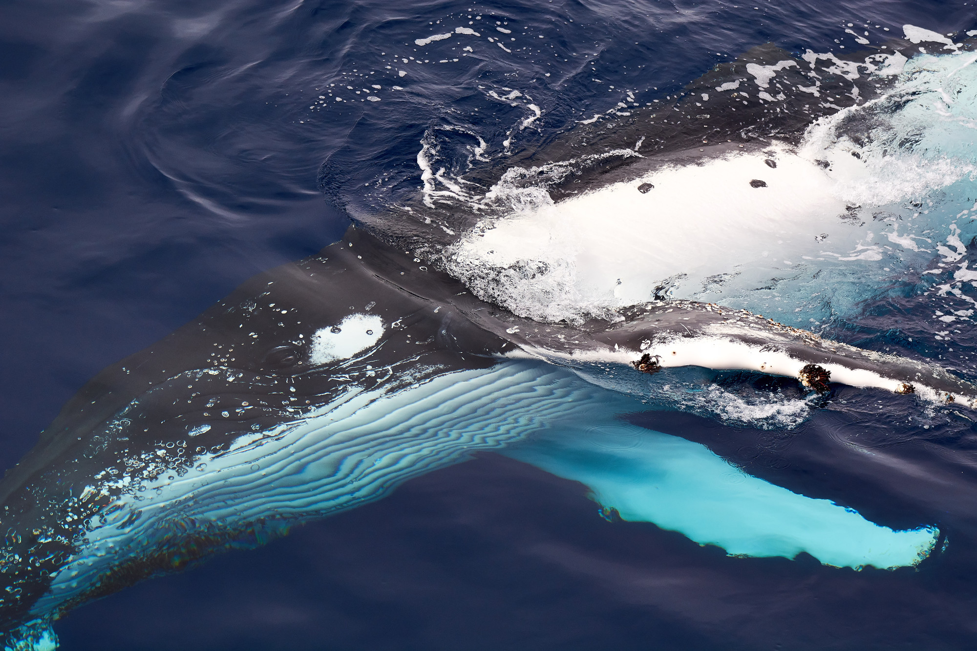 Watching The Whales Return - ECOS