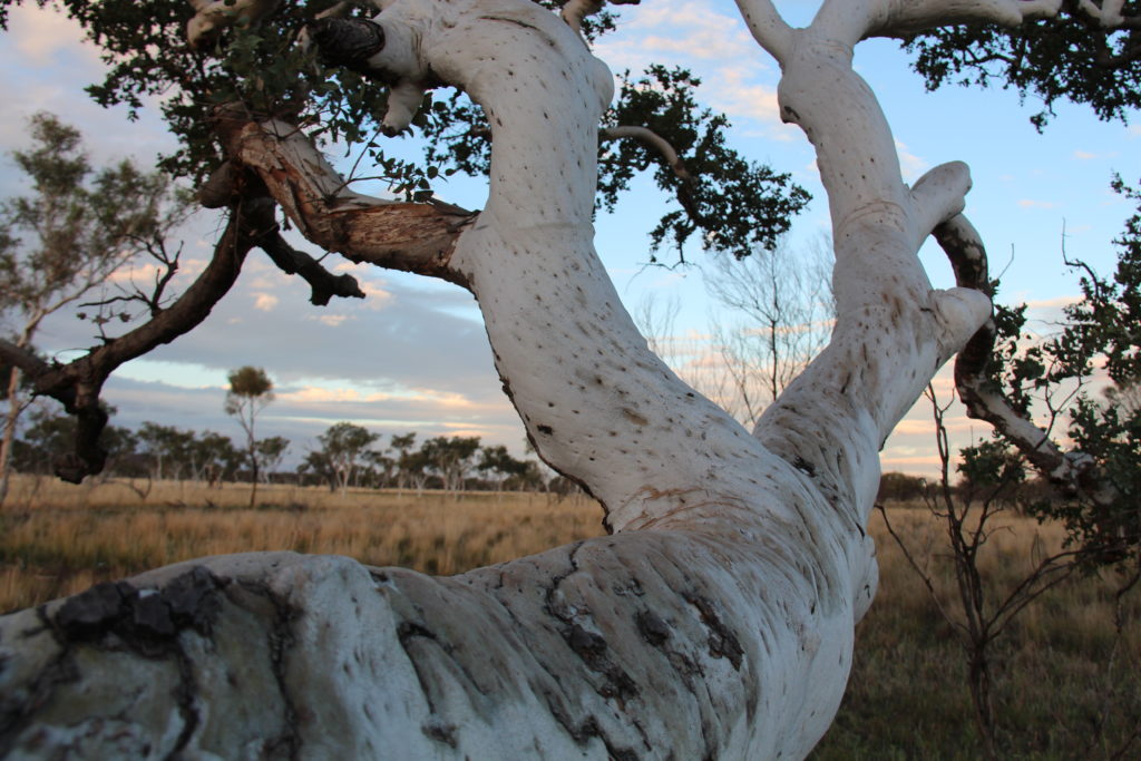 celebrating-our-flowering-giants-ecos