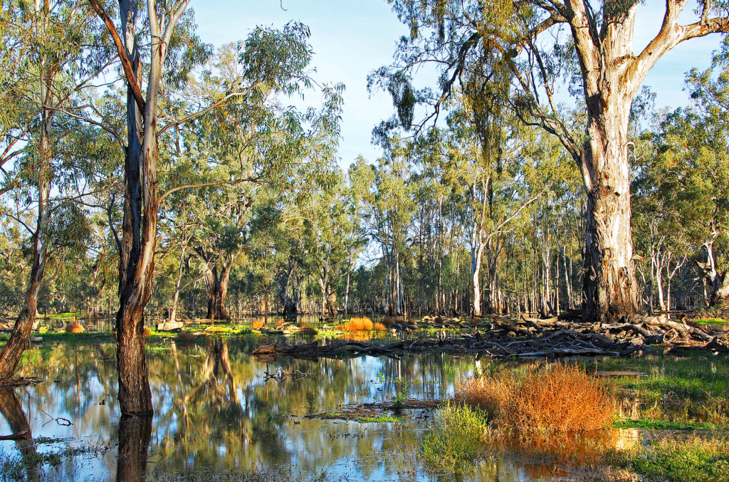 Murray Darling Basin fish – ECOS