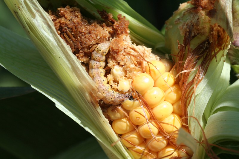 caterpilar eating corn