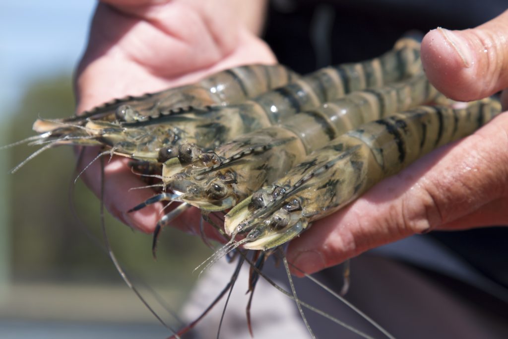 Battle against white spot disease in Australian prawns ECOS