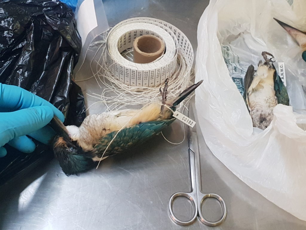 bird being prepared as specimen with scissors and tape nearby