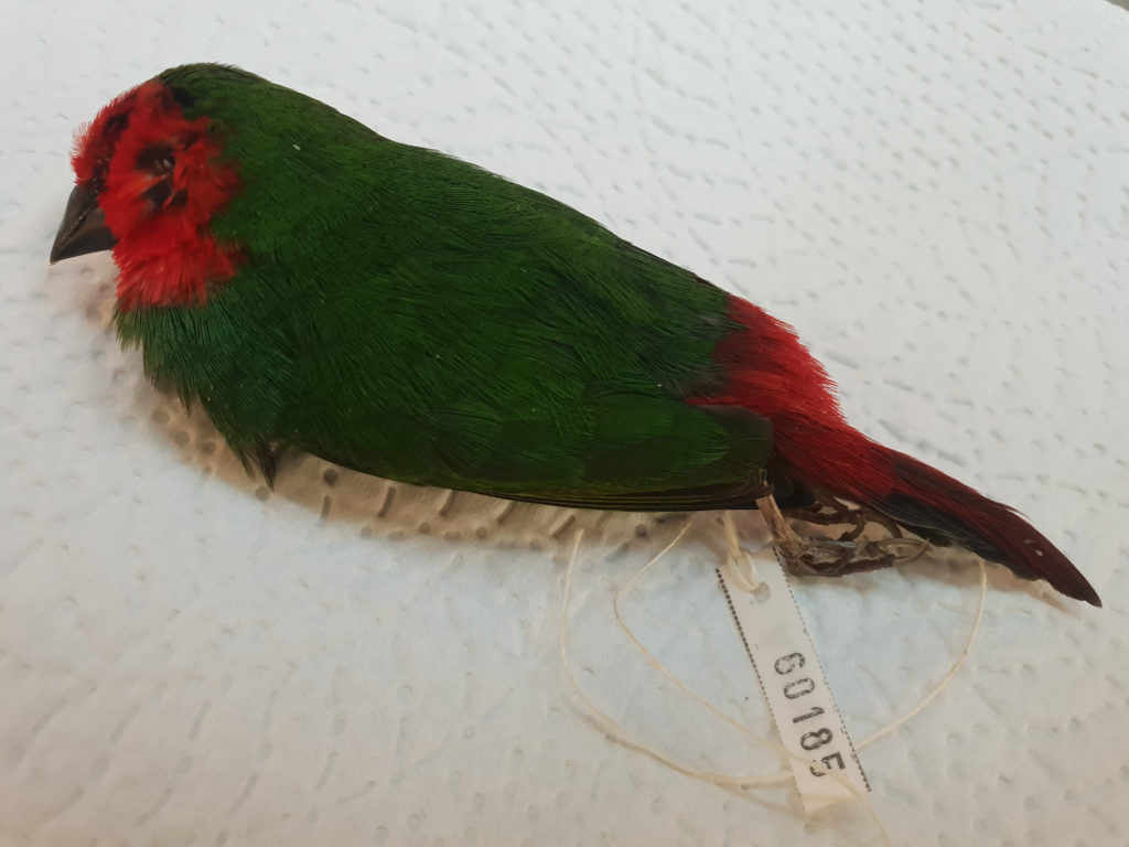 dead green bird with red plummage on its head and tail, tagged for sepcimen
