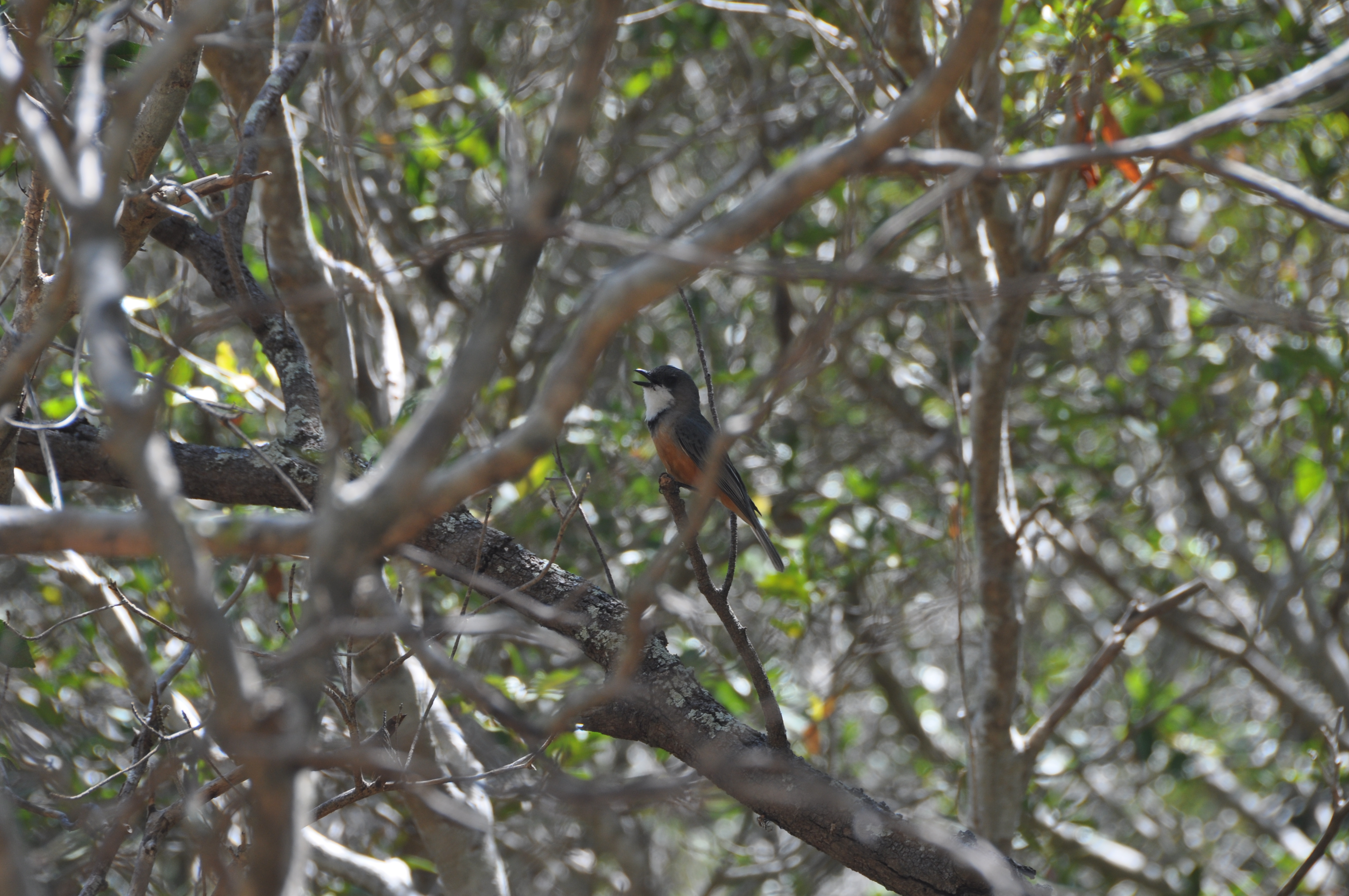 Iconic New Caledonian birds join the research collection - CSIRO