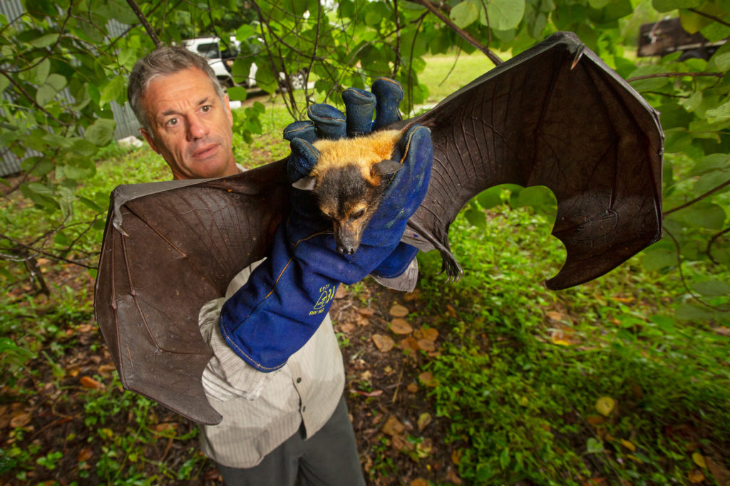 Going In To Bat For Australias Endangered Flying Foxes Ecos