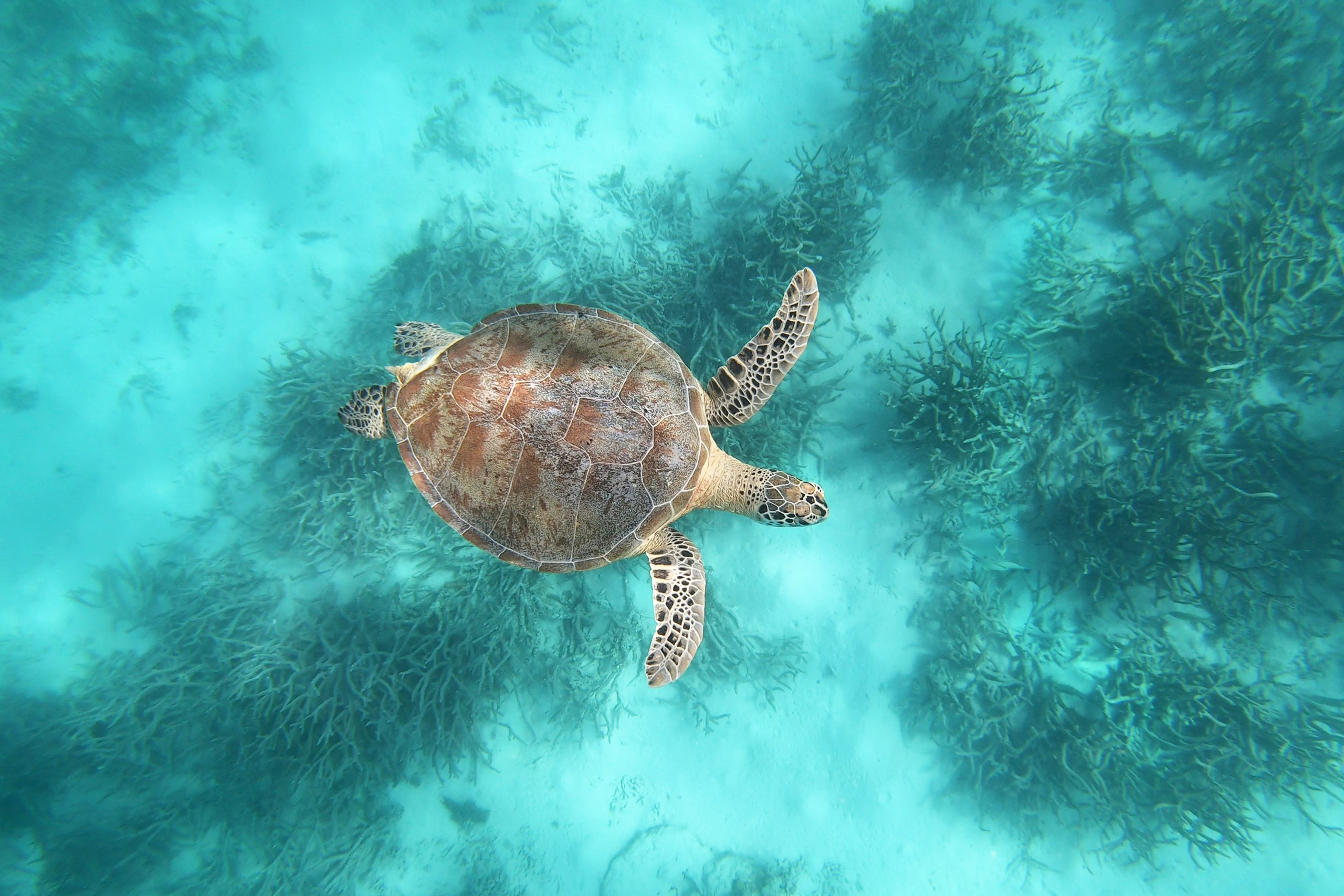 What treasures did we find at Ashmore Reef Marine Park? – ECOS