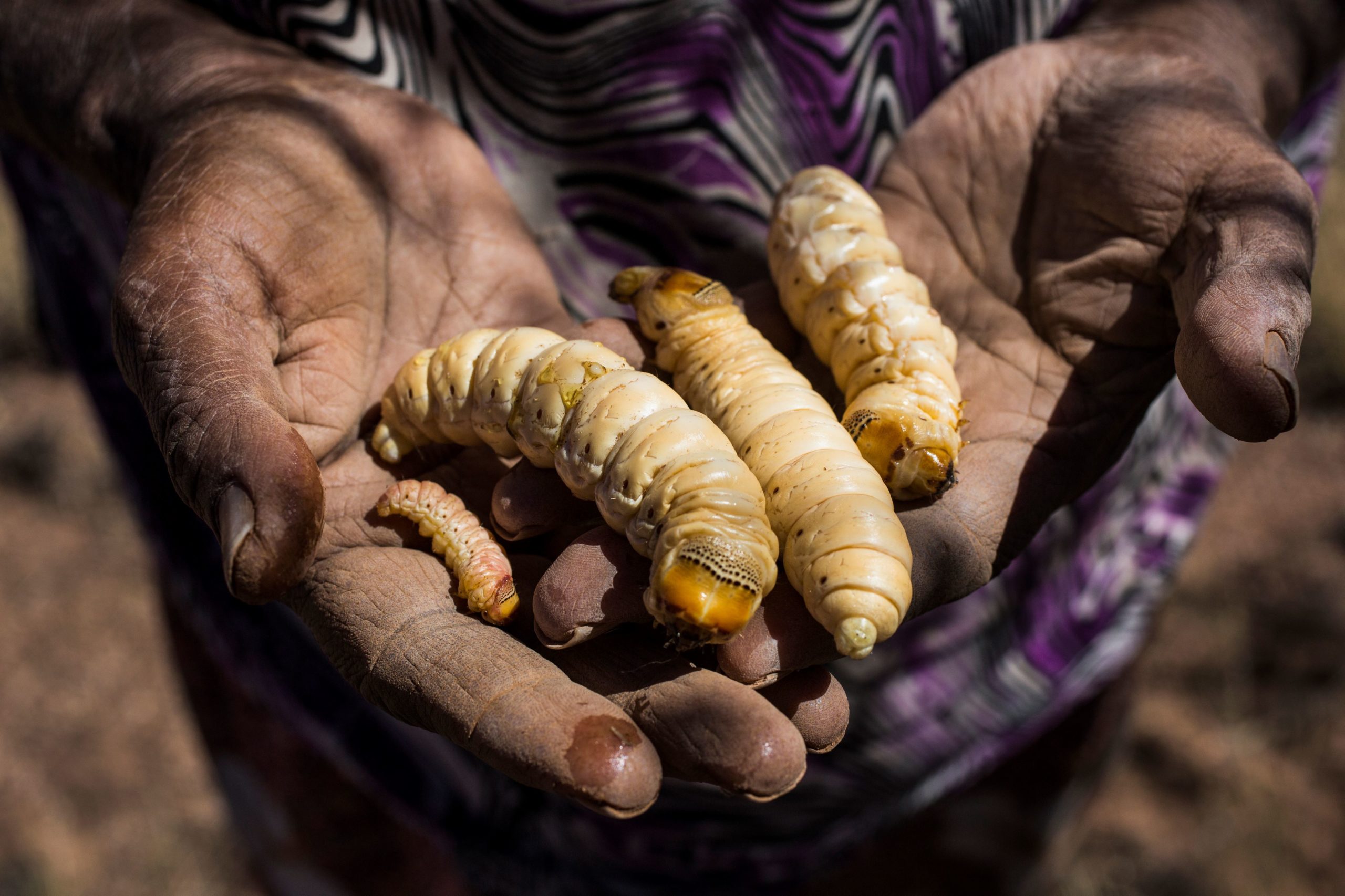 Seeking First Nations Input Into The Future Of Edible Insects In 