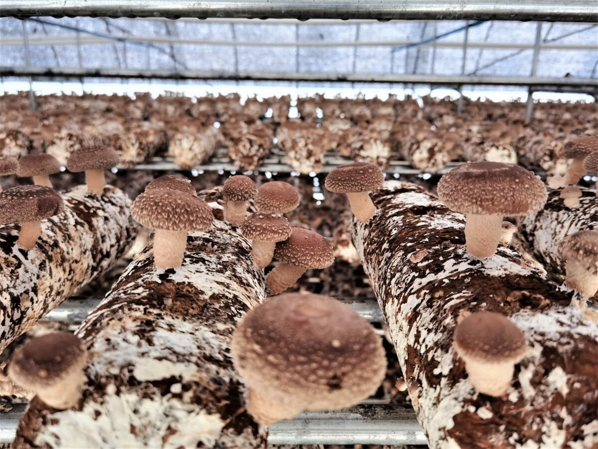 Sweet opportunity for Australian exotic mushroom growers – ECOS
